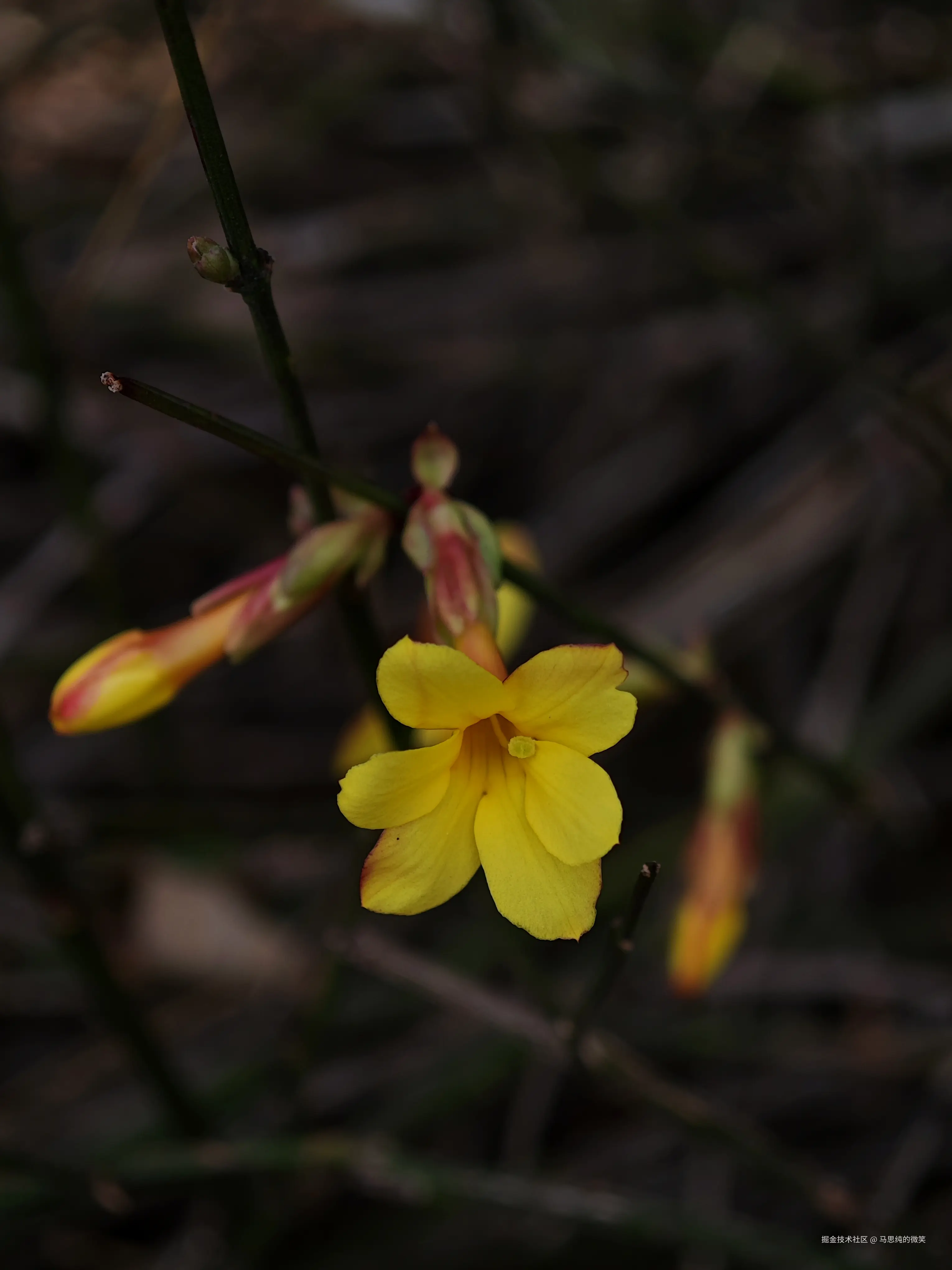 马思纯的微笑于2025-03-13 13:33发布的图片