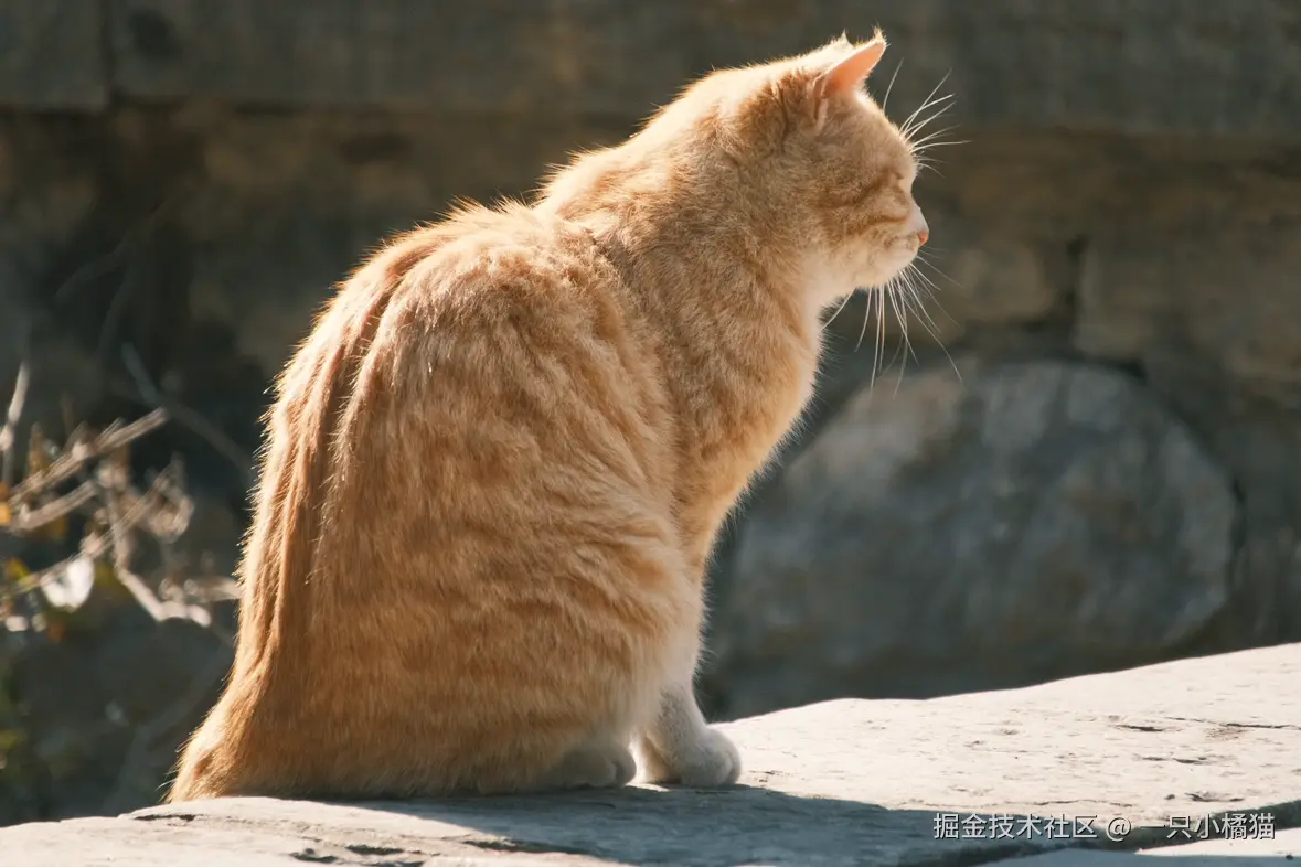 一只小橘猫于2026-02-09 09:16发布的图片