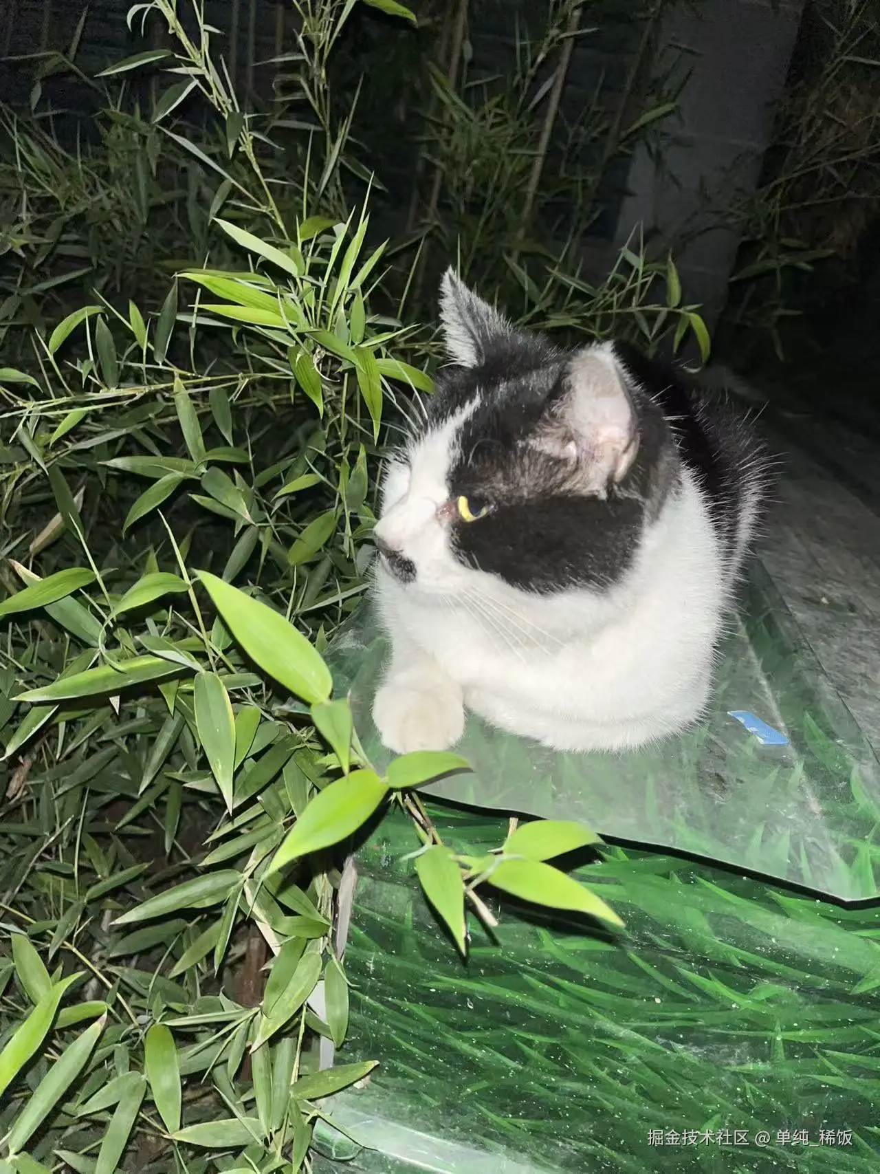 单纯_稀饭于2025-10-08 21:27发布的图片