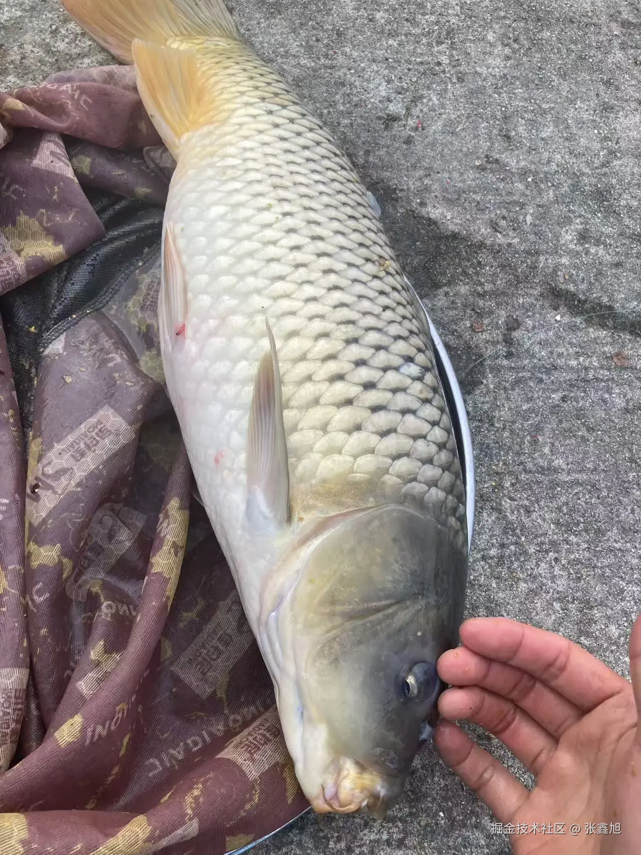 张鑫旭于2024-11-25 14:35发布的图片