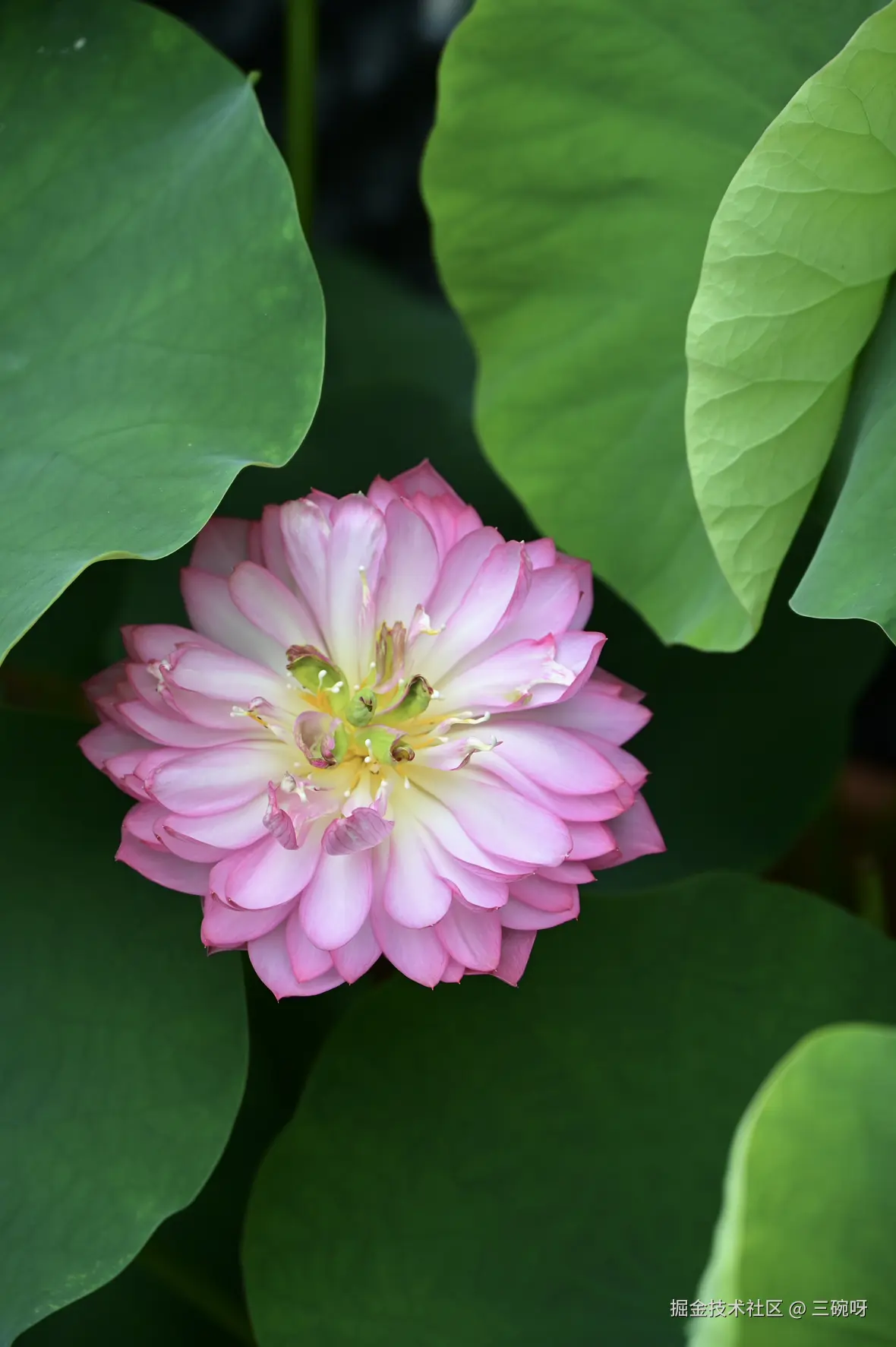 三碗呀于2025-06-16 09:28发布的图片