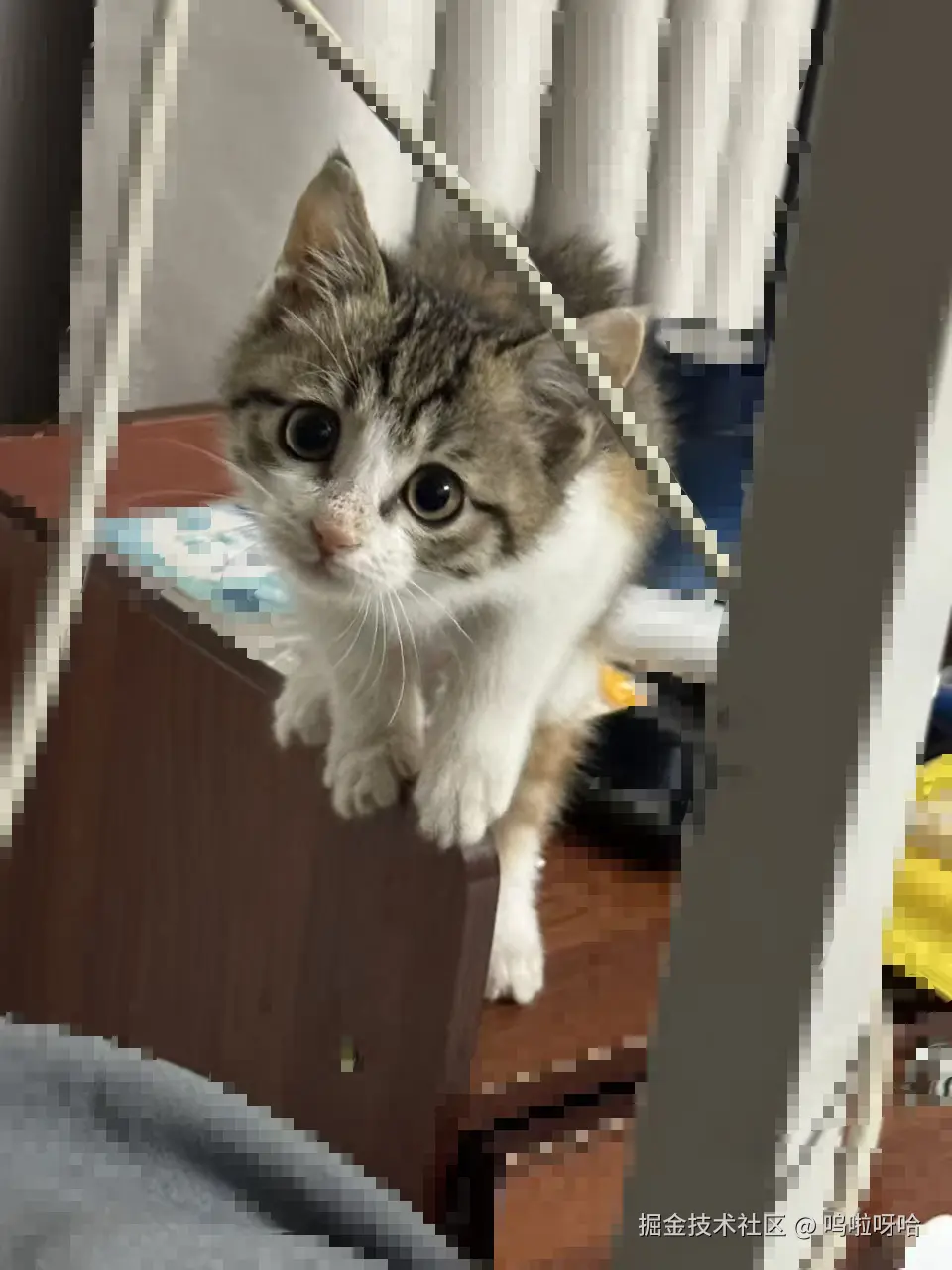 呜啦呀哈于2025-11-28 18:27发布的图片