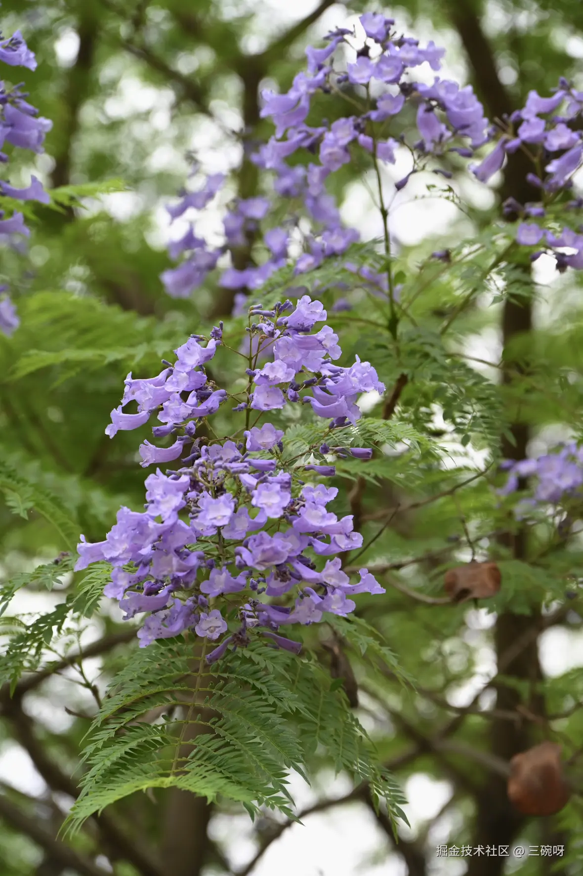 三碗呀于2025-05-19 11:49发布的图片