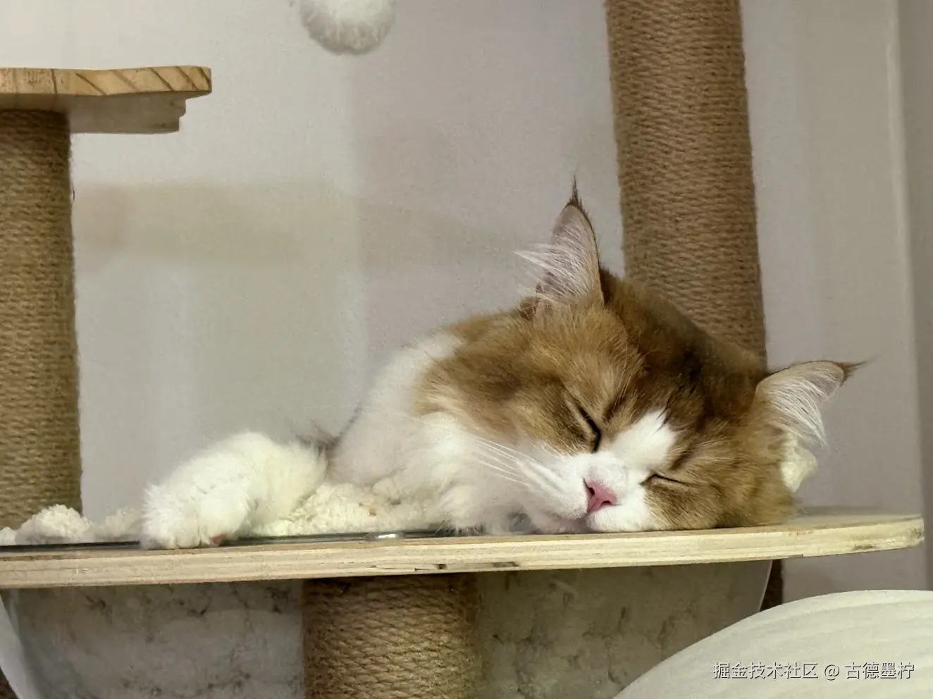 古德墨柠于2026-02-09 17:58发布的图片