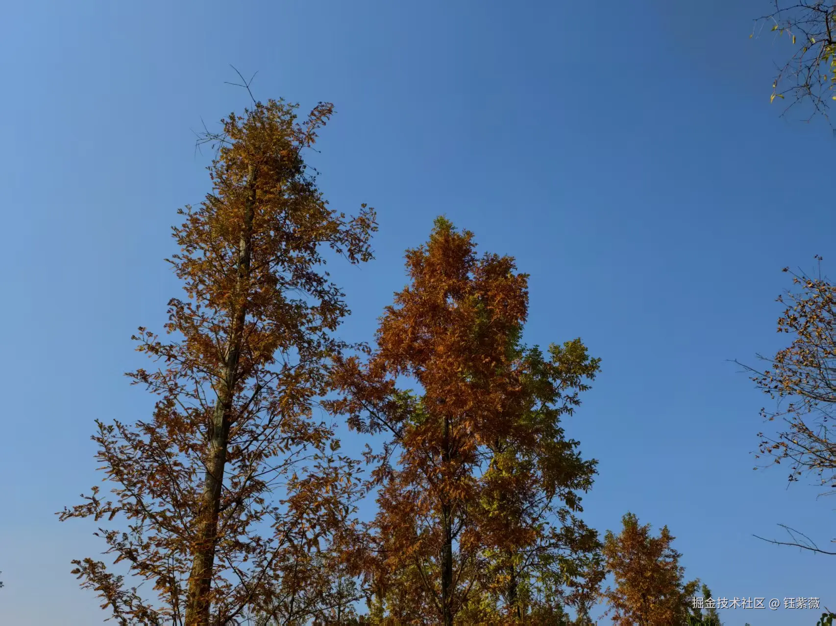 钰紫薇于2025-11-24 09:27发布的图片