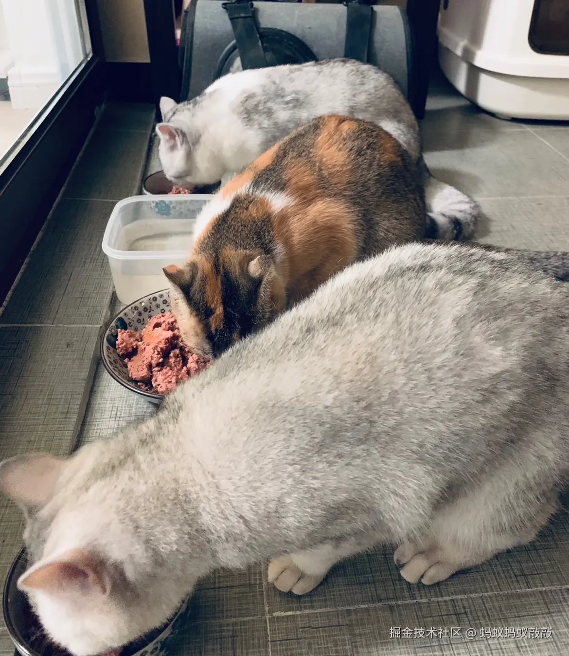 蚂蚁蚂蚁敲敲于2025-01-03 20:12发布的图片