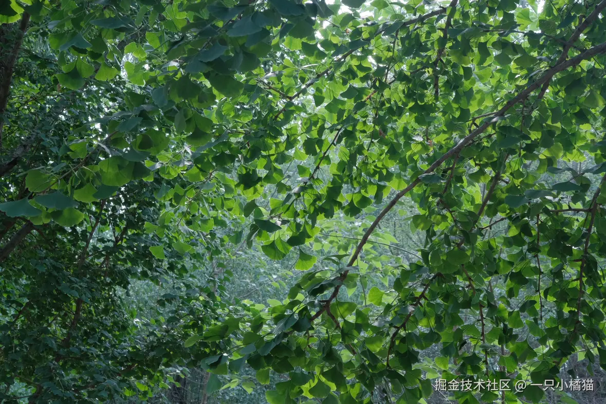 一只小橘猫于2025-06-01 10:42发布的图片