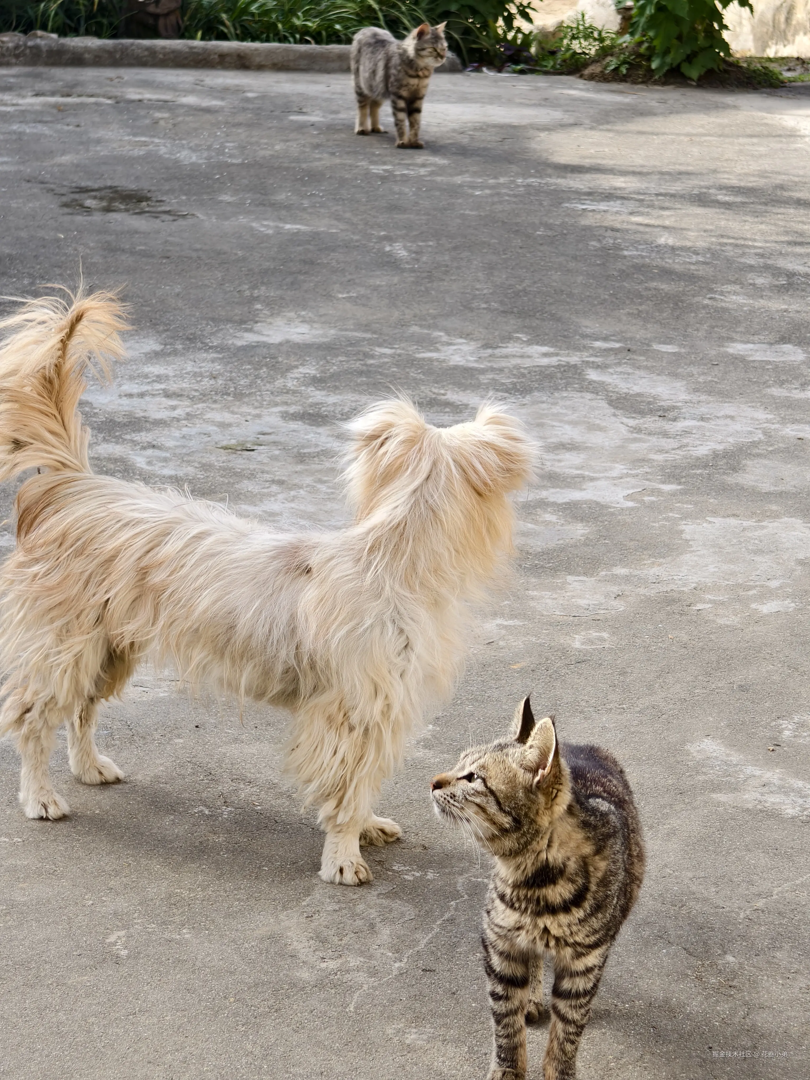 花卷小弟于2025-05-07 11:43发布的图片