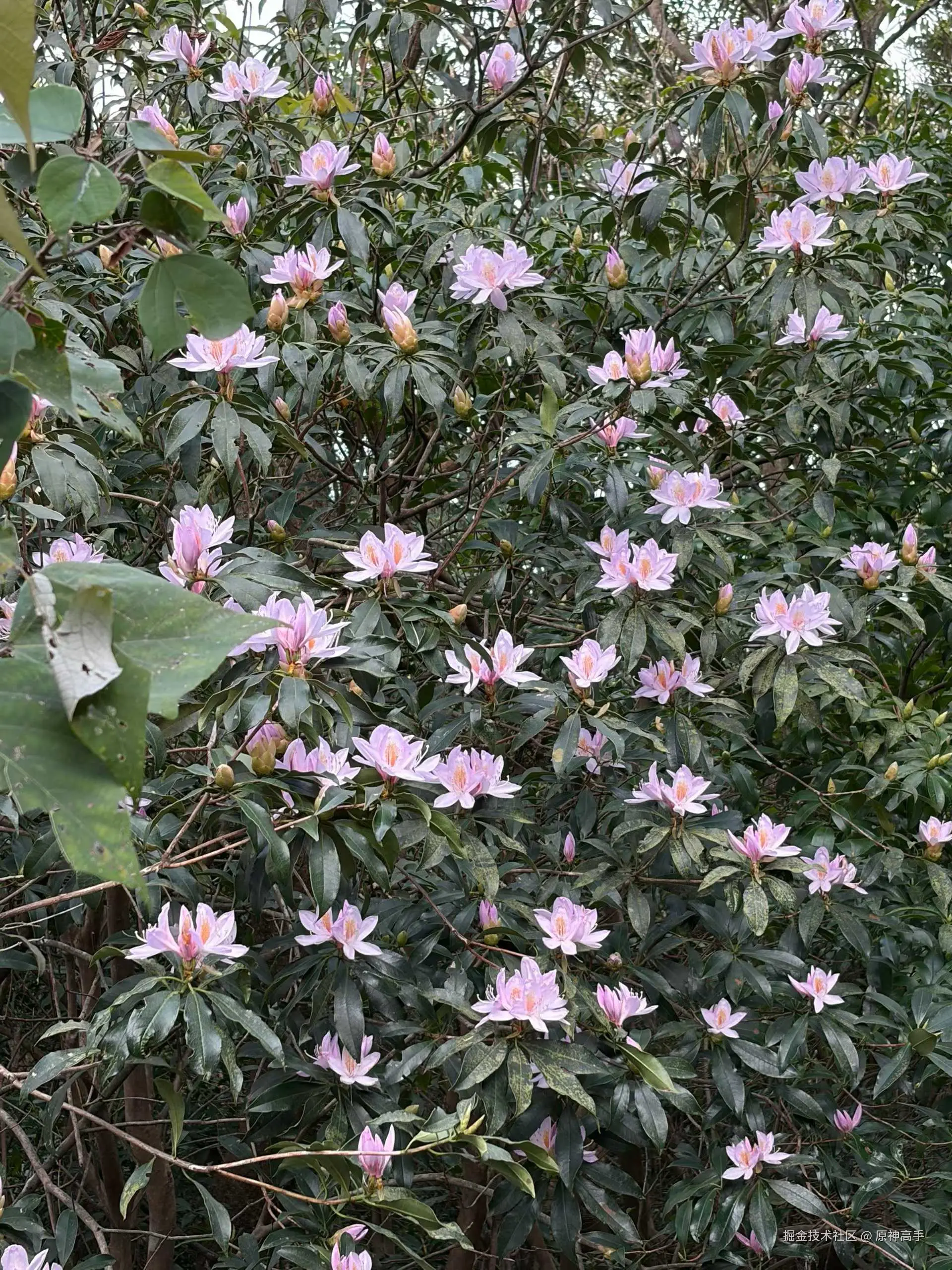 原神高手于2026-03-09 14:18发布的图片