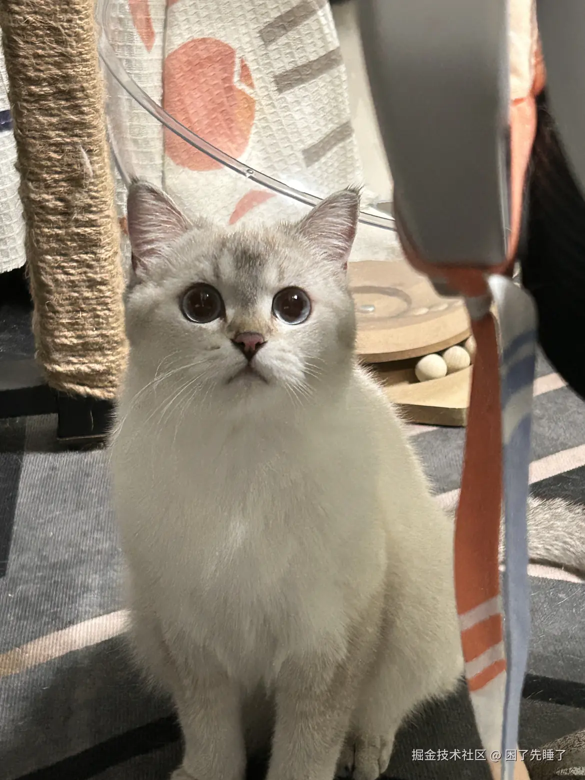 困了先睡了于2025-08-18 09:03发布的图片