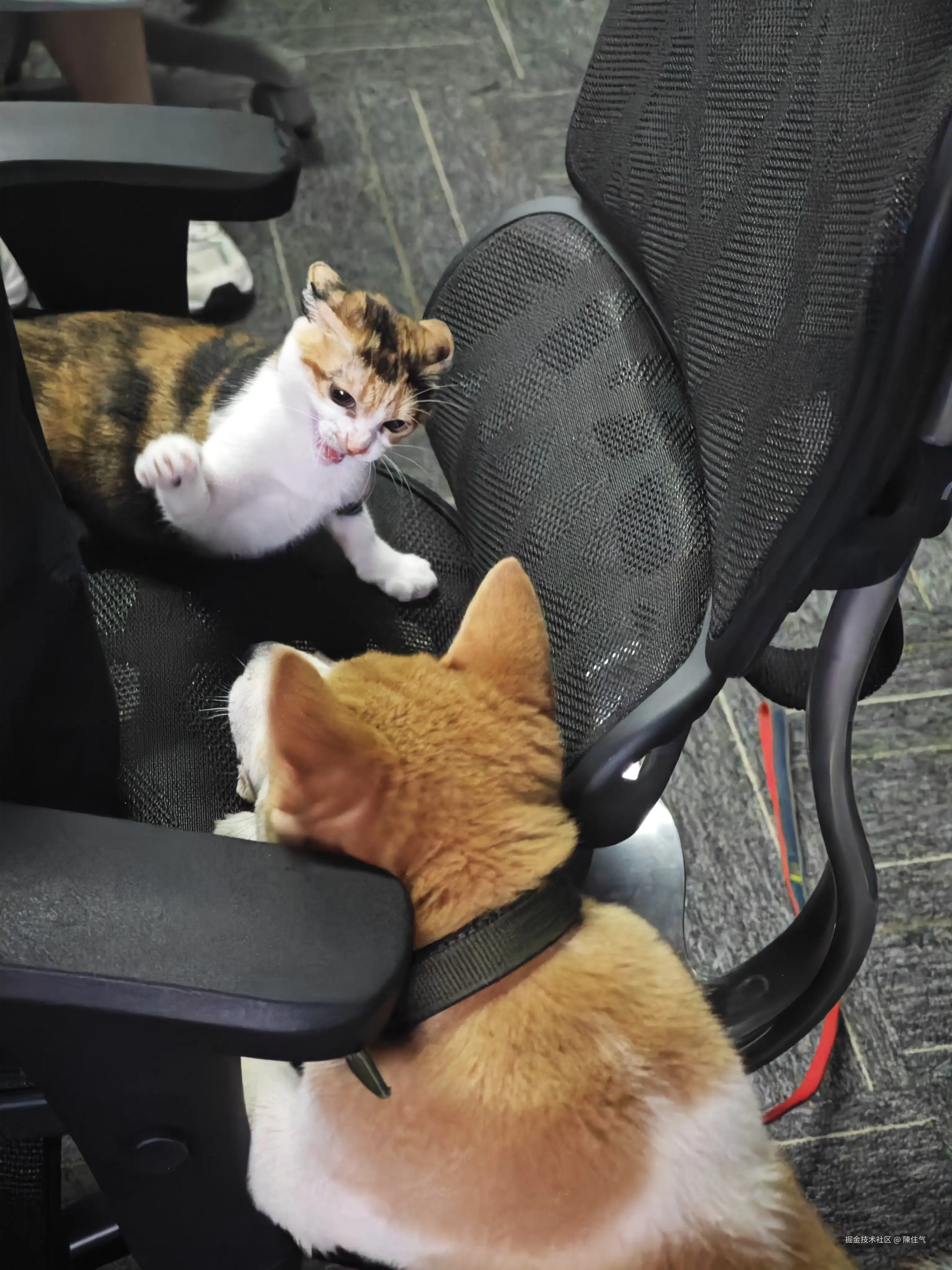 陳住气于2024-08-21 13:45发布的图片