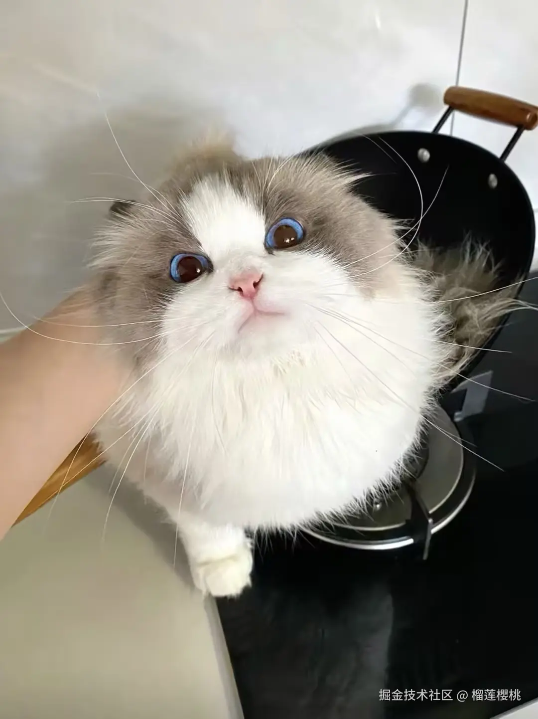 榴莲櫻桃于2024-12-27 09:15发布的图片