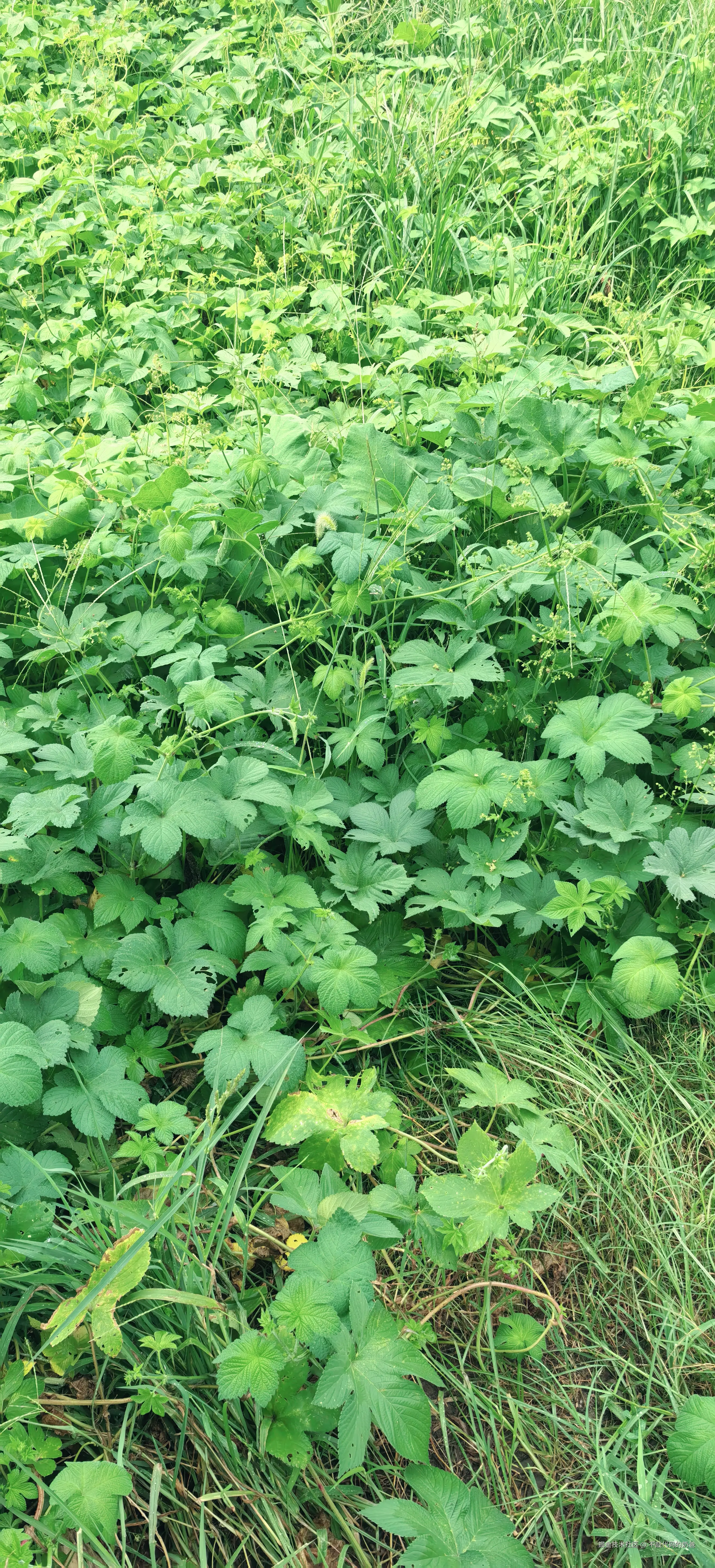 不敲代码的奶爸于2024-08-25 16:49发布的图片