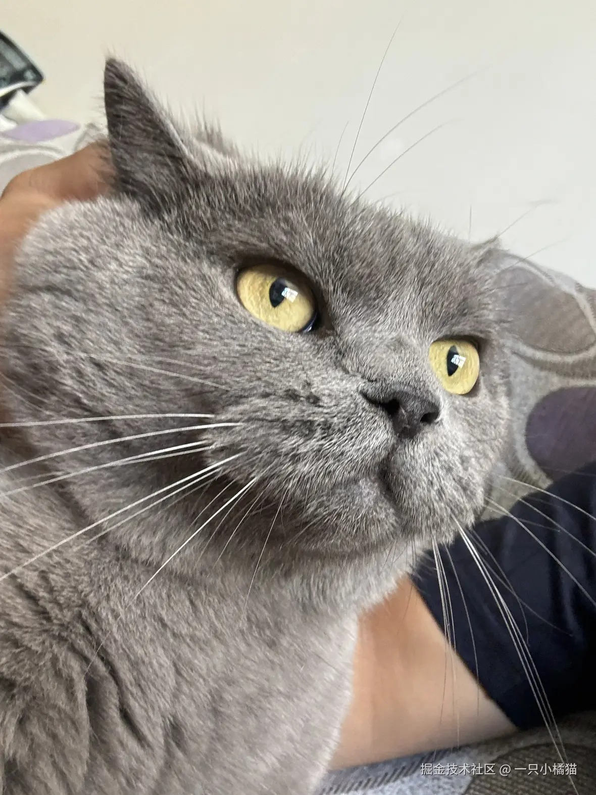 一只小橘猫于2024-07-30 10:43发布的图片