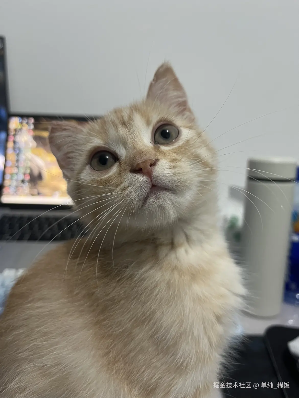 单纯_稀饭于2025-04-08 19:04发布的图片