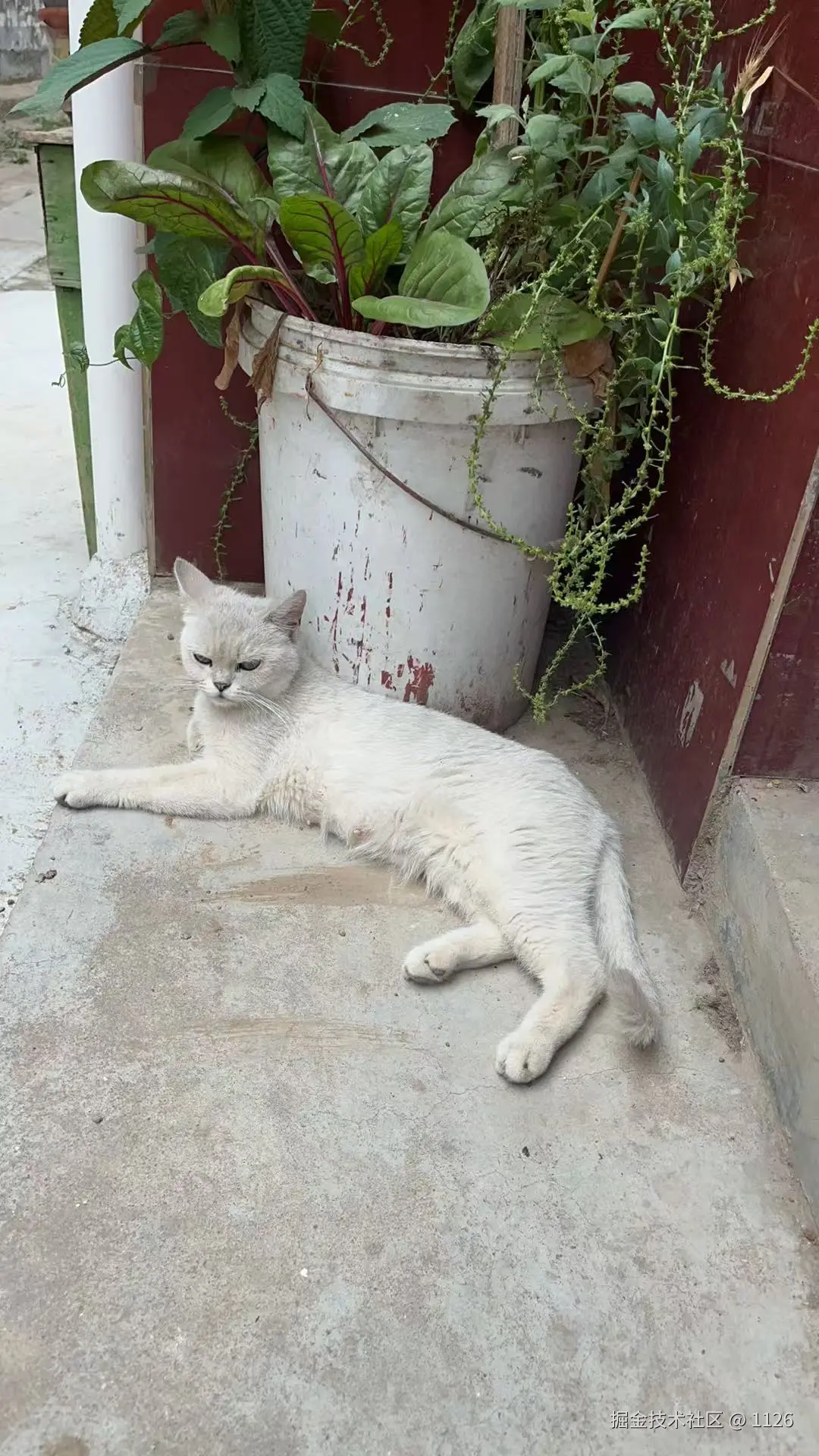 1126于2025-06-18 17:35发布的图片