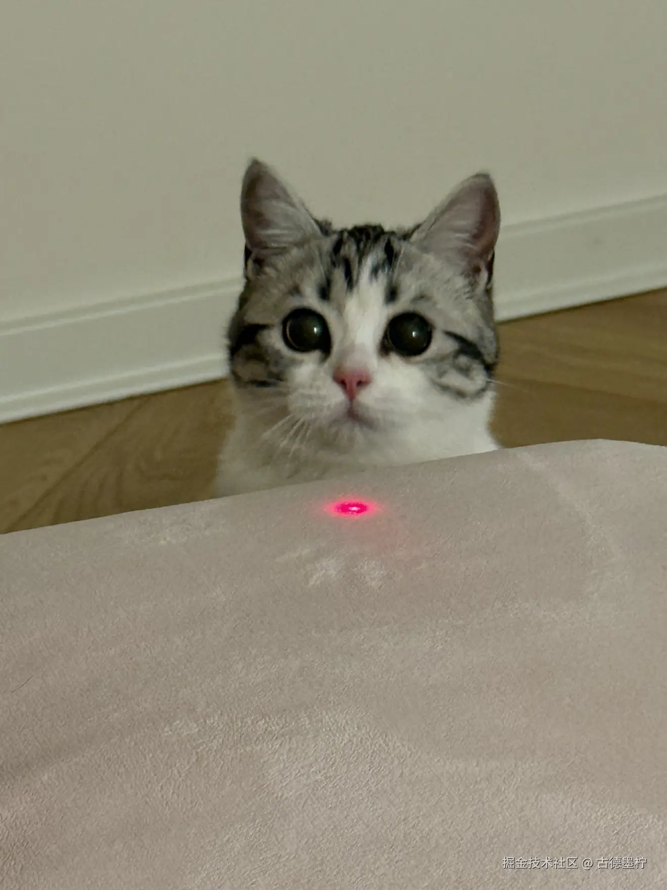 古德墨柠于2026-01-28 16:18发布的图片