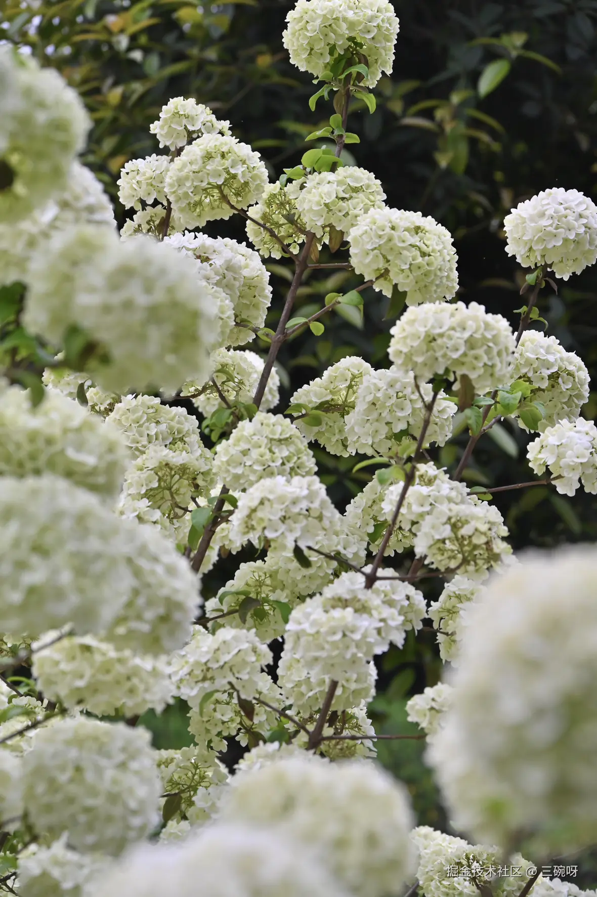 三碗呀于2025-04-07 10:03发布的图片