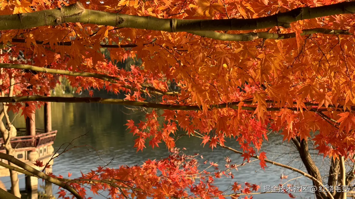 红烧毛豆于2024-12-30 09:27发布的图片