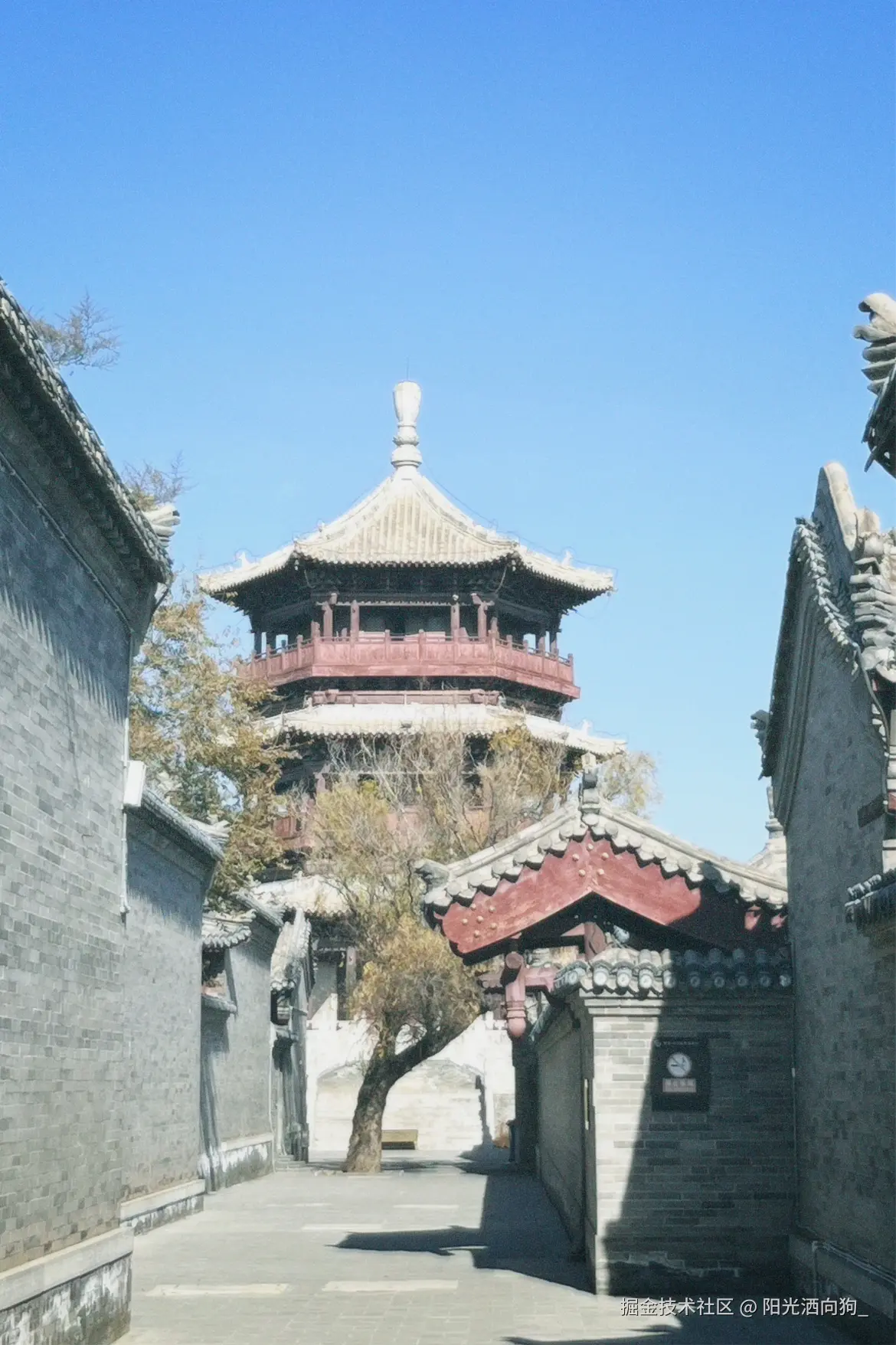 阳光洒向狗_于2024-11-14 11:25发布的图片