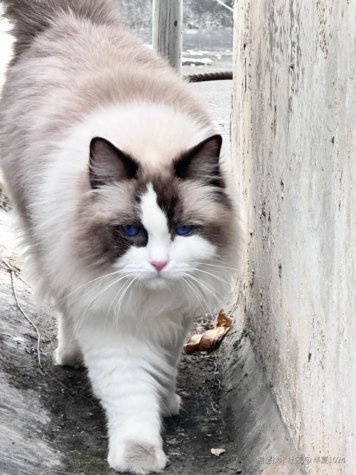 半夏1024于2024-12-18 14:51发布的图片