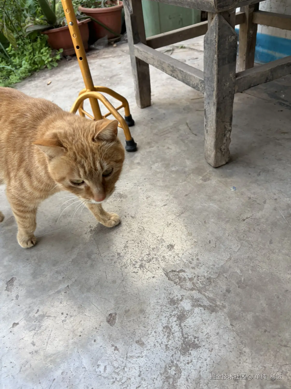 单纯_稀饭于2026-02-26 12:00发布的图片