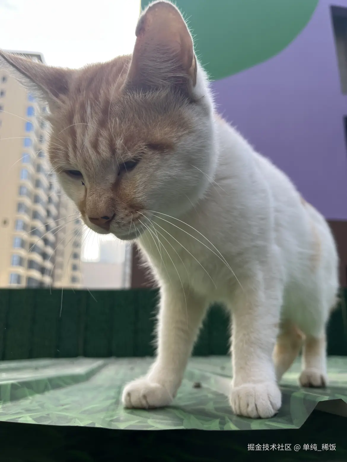 单纯_稀饭于2025-09-24 09:12发布的图片