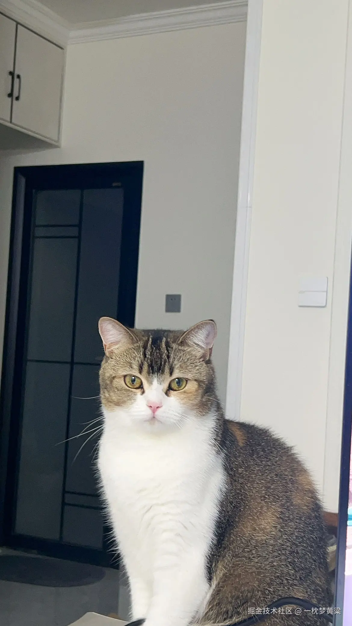 一枕梦黄粱于2025-08-20 11:43发布的图片