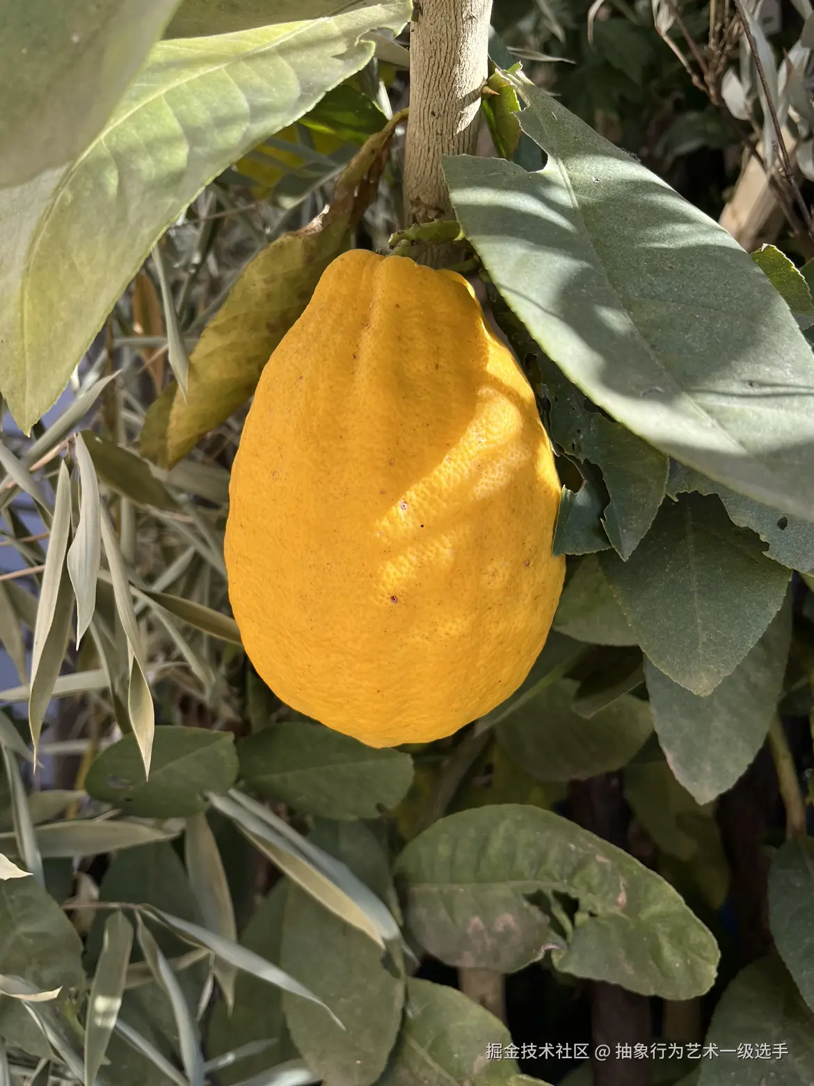 抽象行为艺术一级选手于2025-12-23 09:15发布的图片