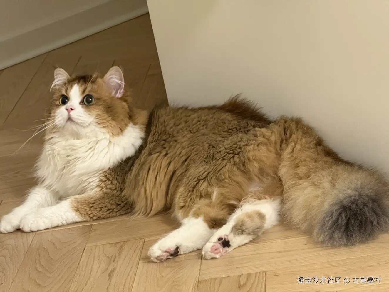 古德墨柠于2025-06-16 11:08发布的图片