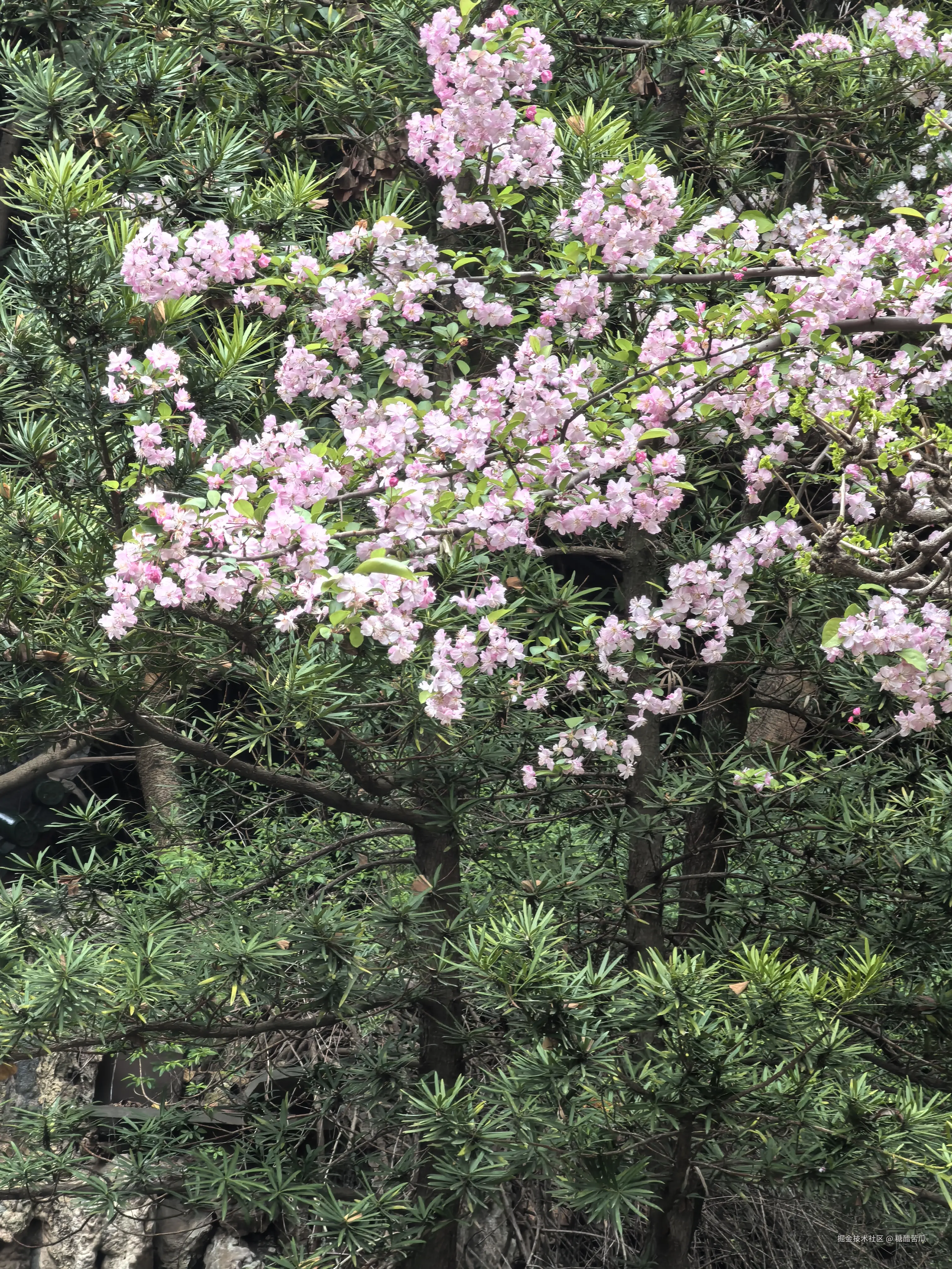 糖醋苦瓜于2026-03-23 16:28发布的图片