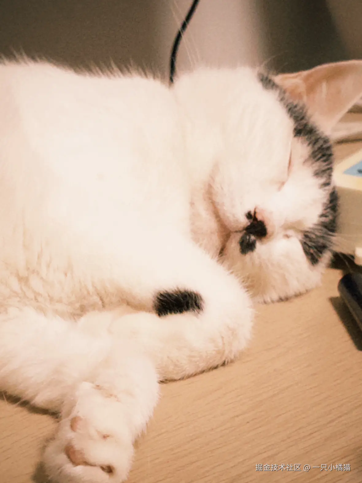 一只小橘猫于2025-07-21 08:45发布的图片