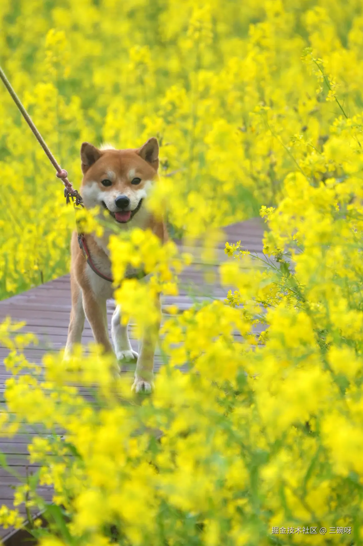 三碗呀于2026-03-09 10:37发布的图片