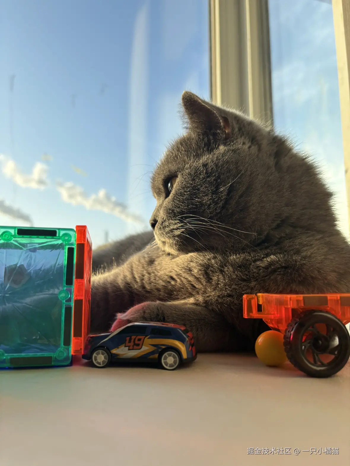 一只小橘猫于2025-12-15 11:02发布的图片