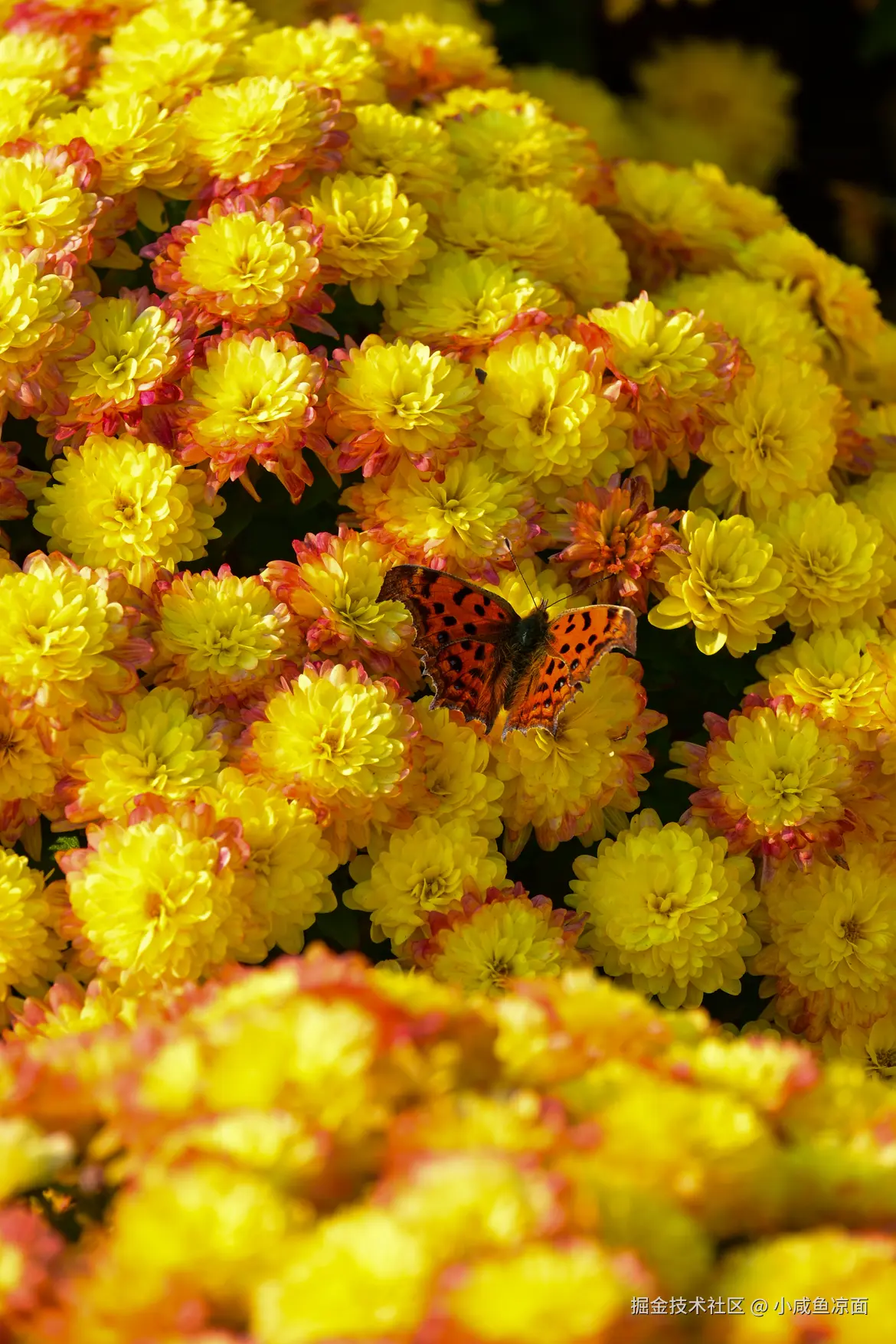 小咸鱼凉面于2025-11-24 02:26发布的图片