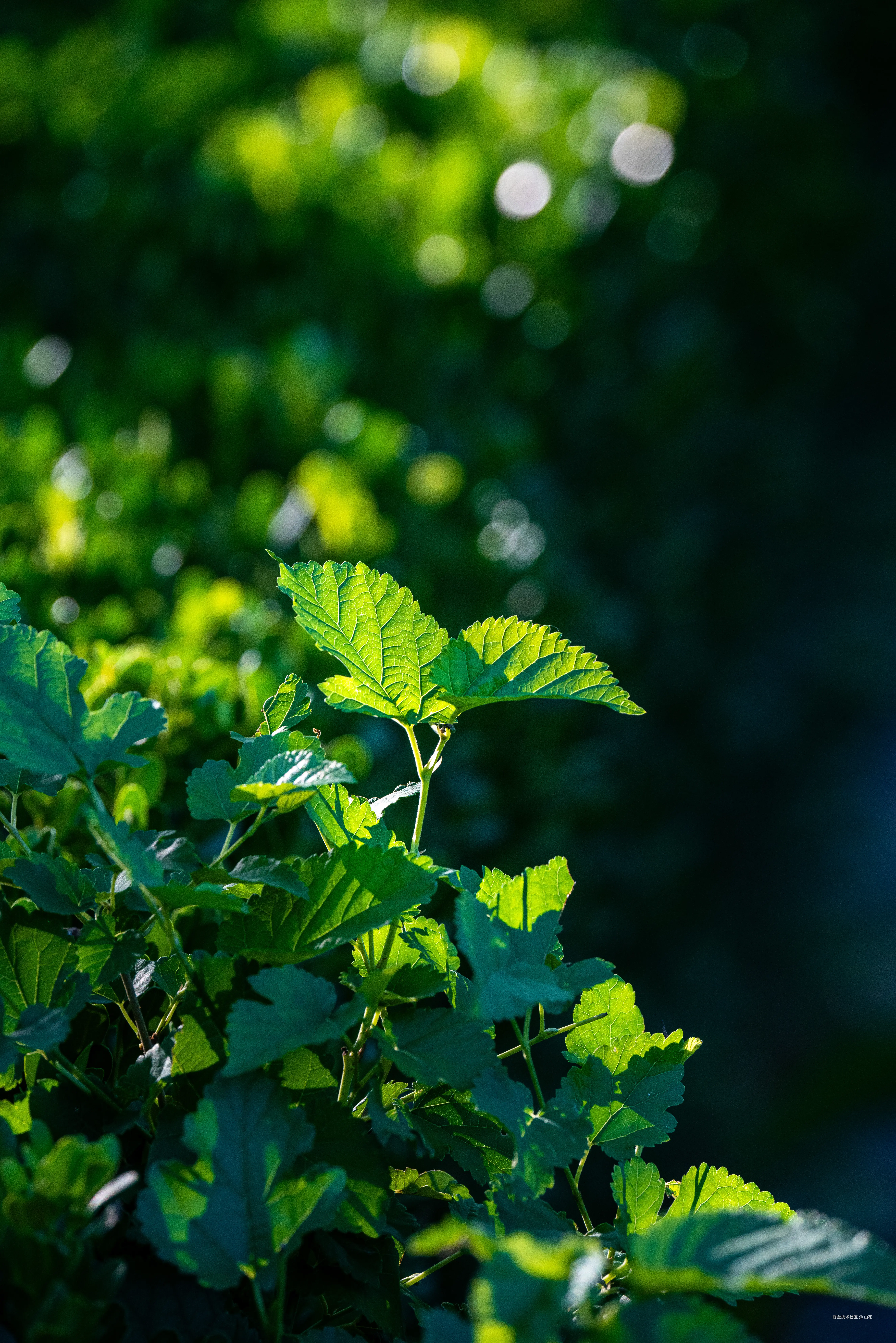 山花于2025-07-21 10:12发布的图片