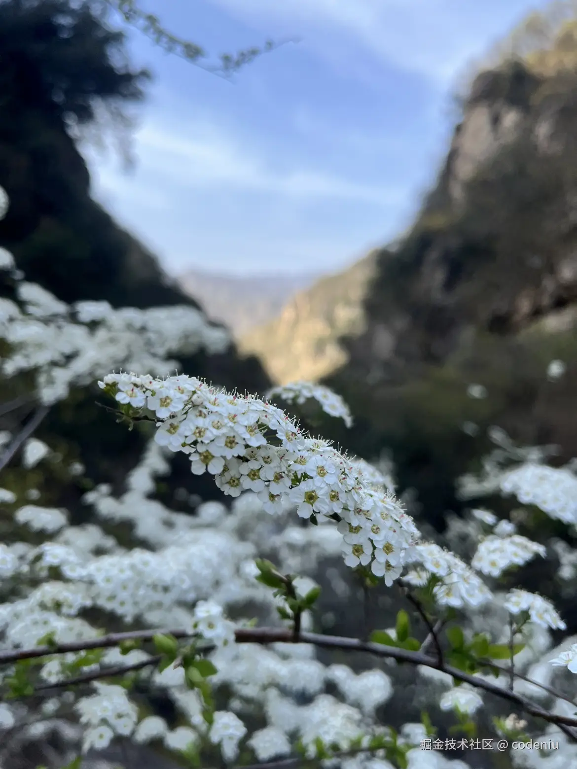 codeniu于2025-04-08 08:33发布的图片