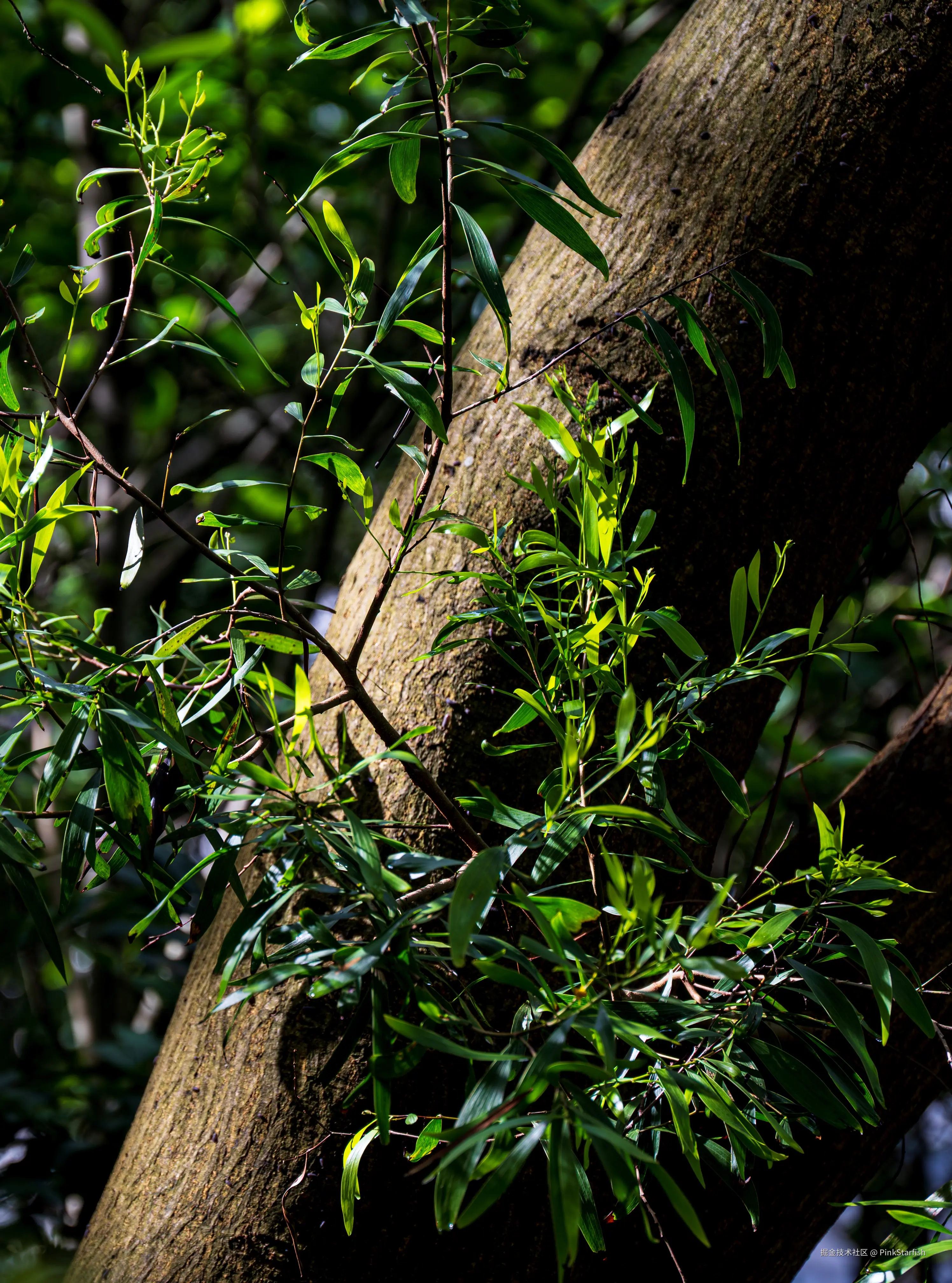 PinkStarfish于2025-07-02 11:30发布的图片