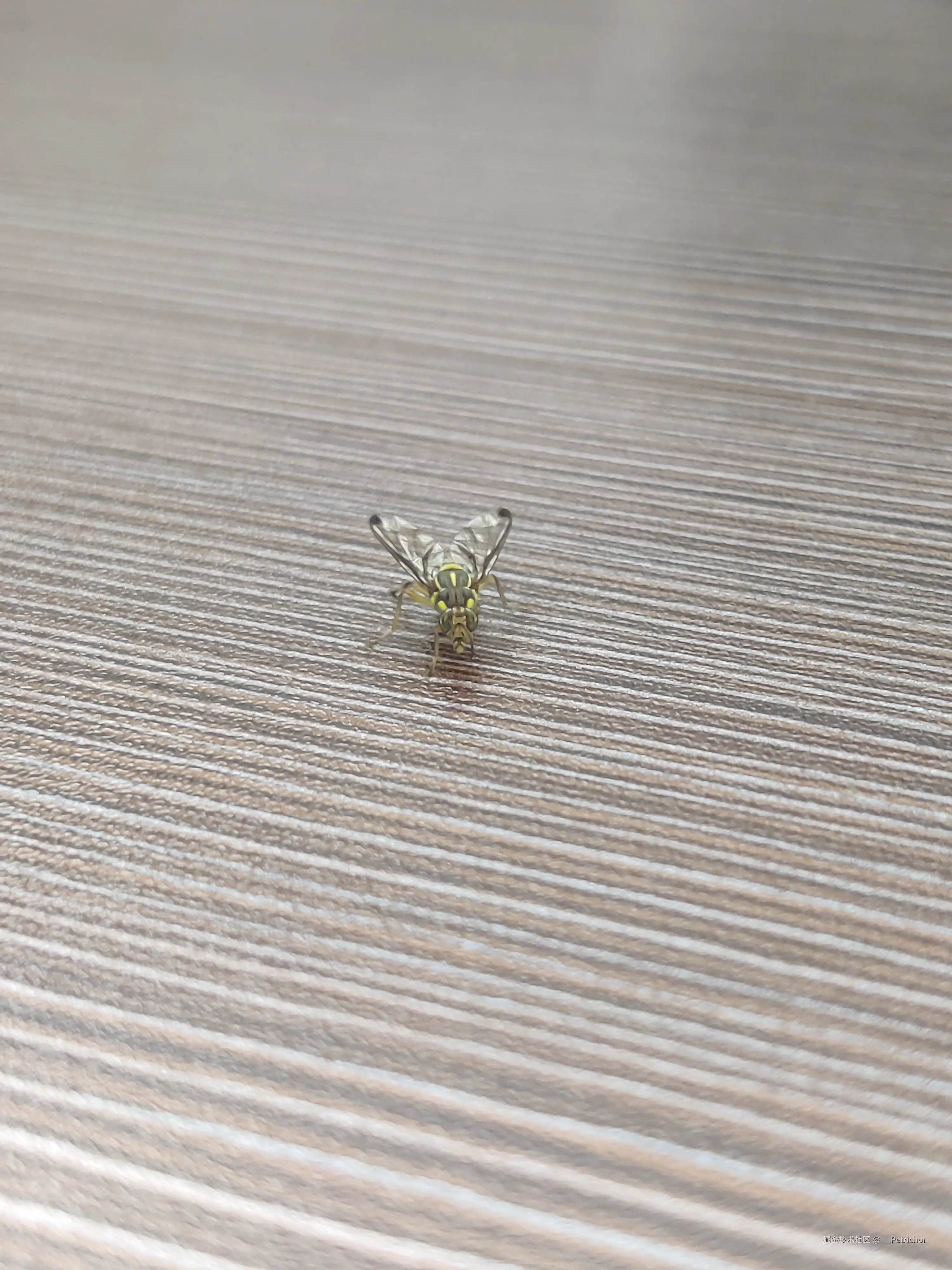 __Petrichor于2024-11-20 16:18发布的图片