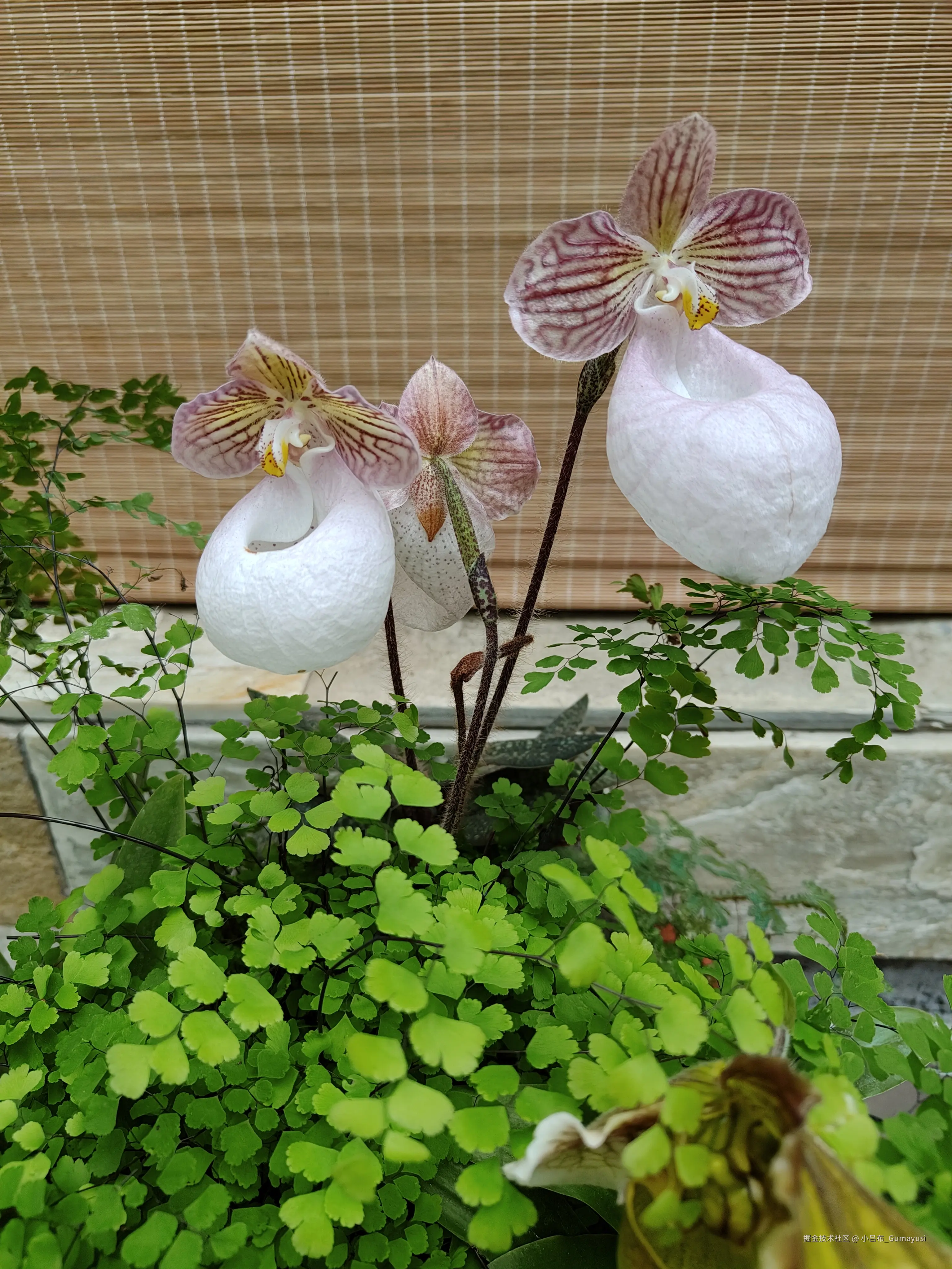 小吕布_Gumayusi于2025-03-10 09:53发布的图片