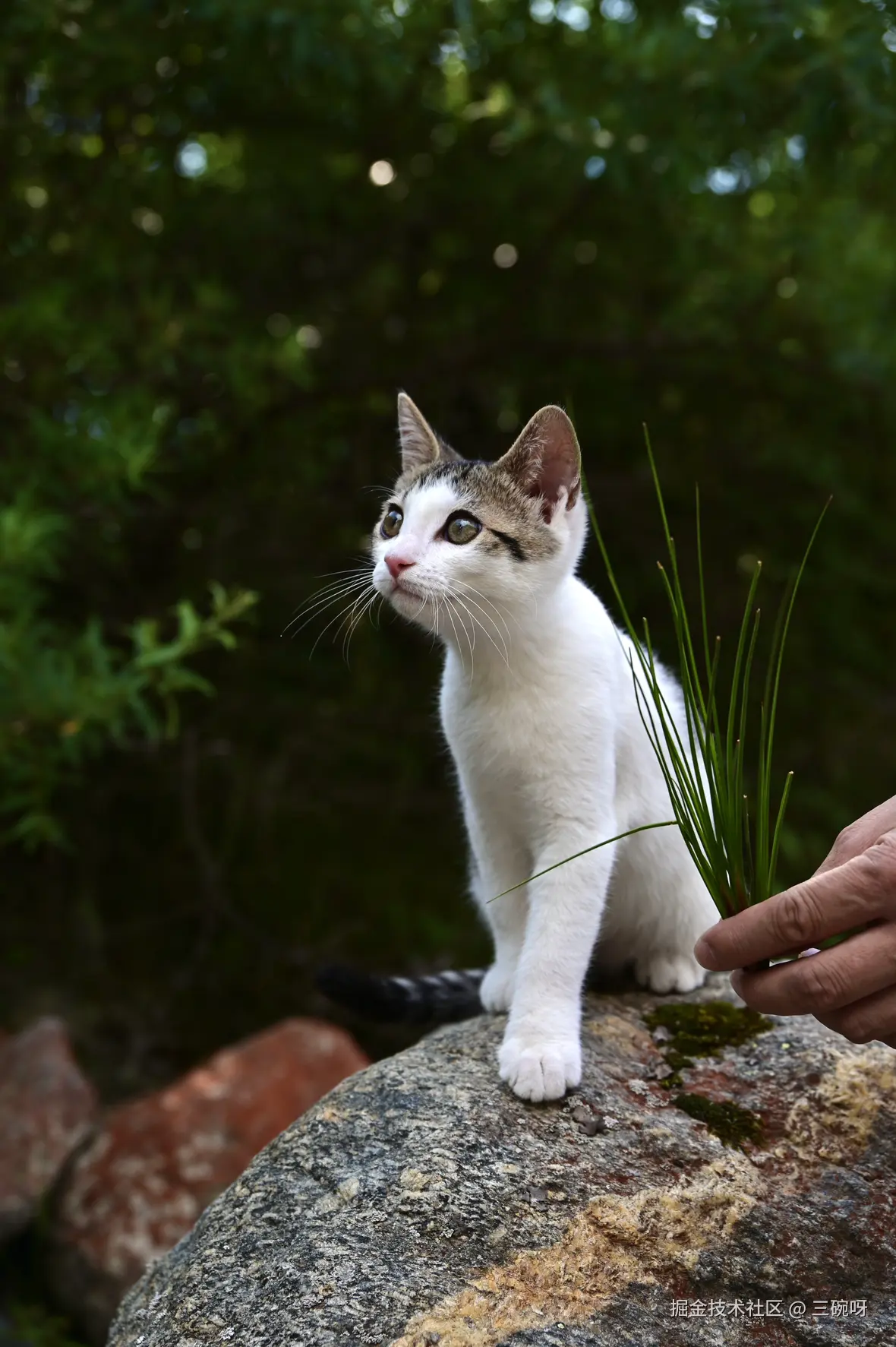 三碗呀于2025-08-04 10:26发布的图片