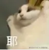 摸猫的鱼于2025-03-06 16:08发布的图片