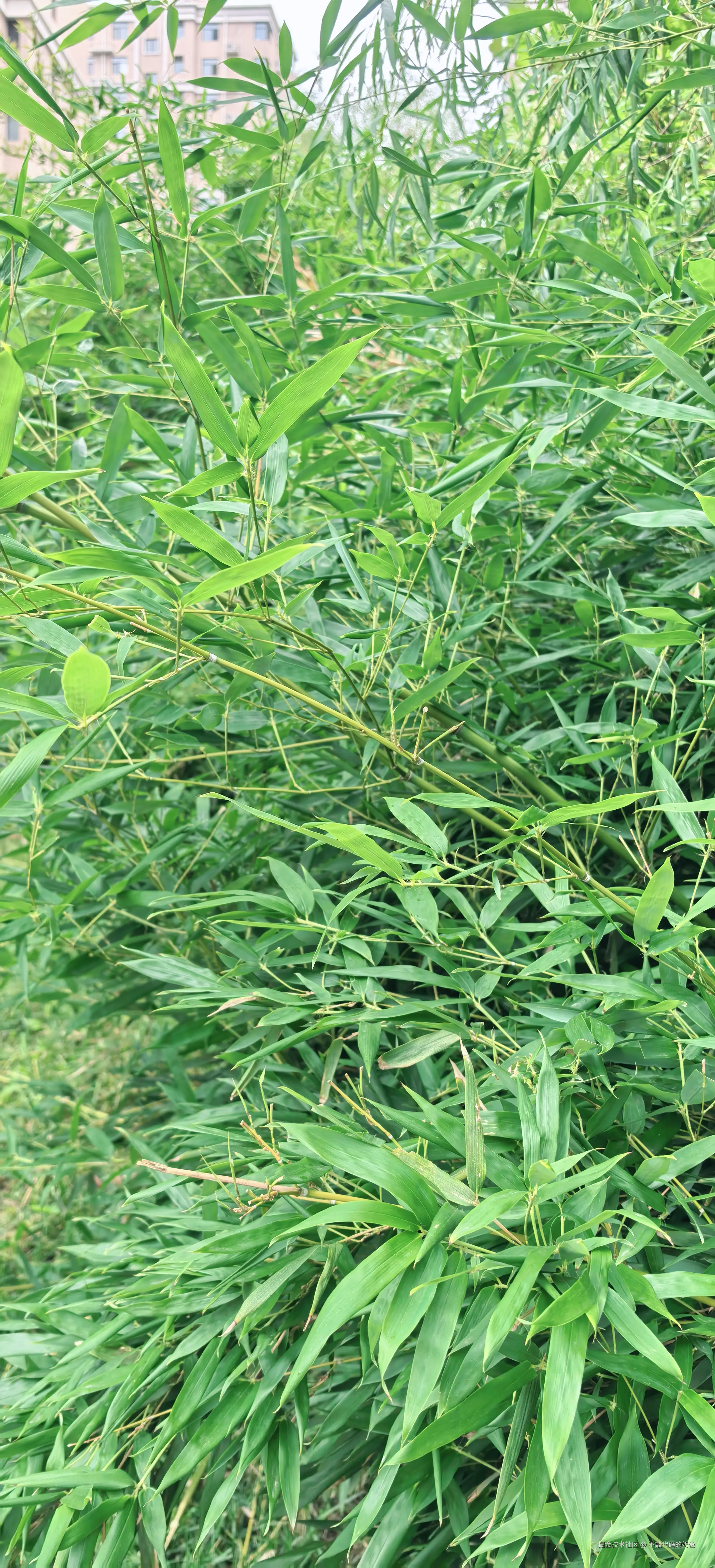 不敲代码的奶爸于2024-08-25 08:49发布的图片