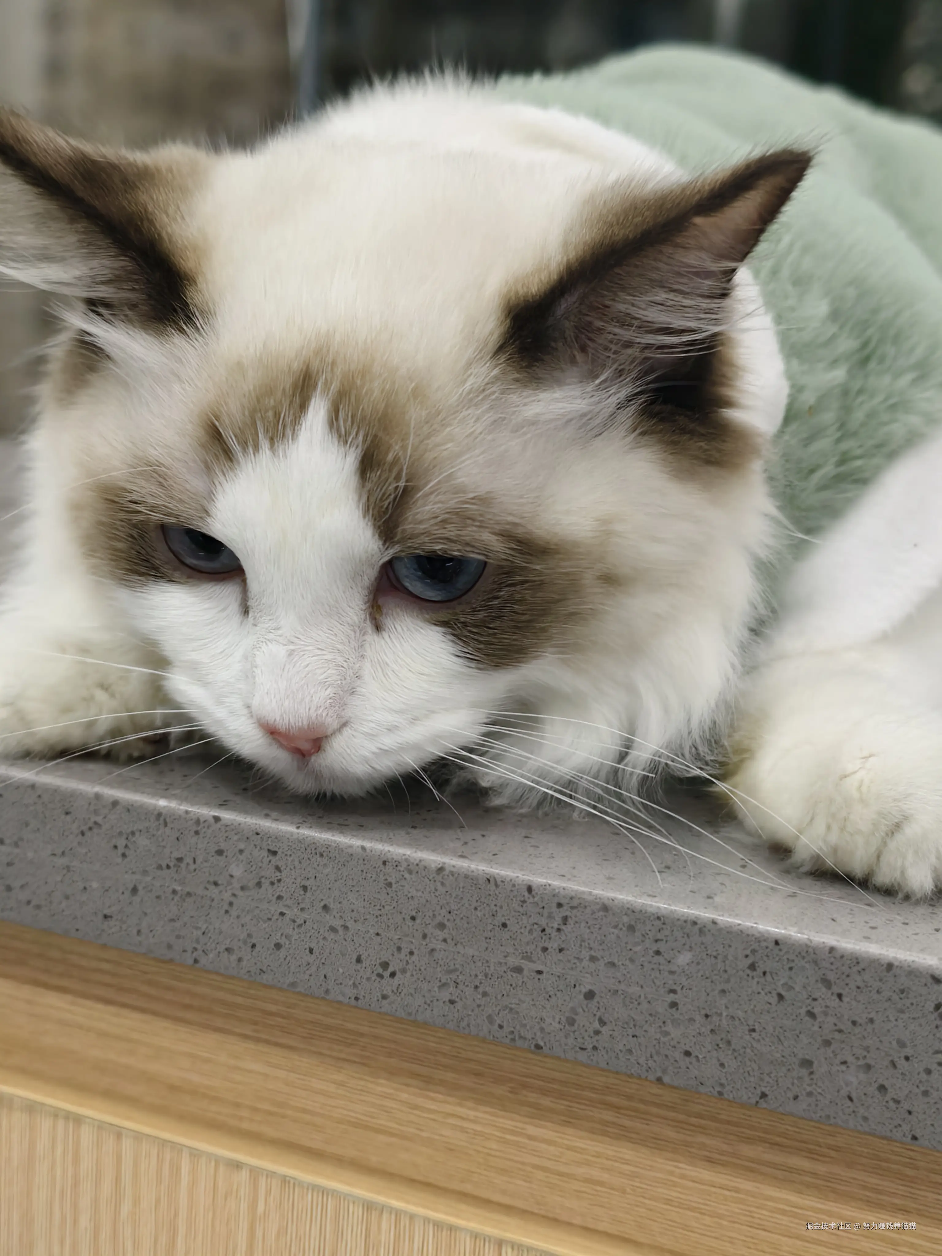 努力赚钱养猫猫于2024-12-13 09:59发布的图片
