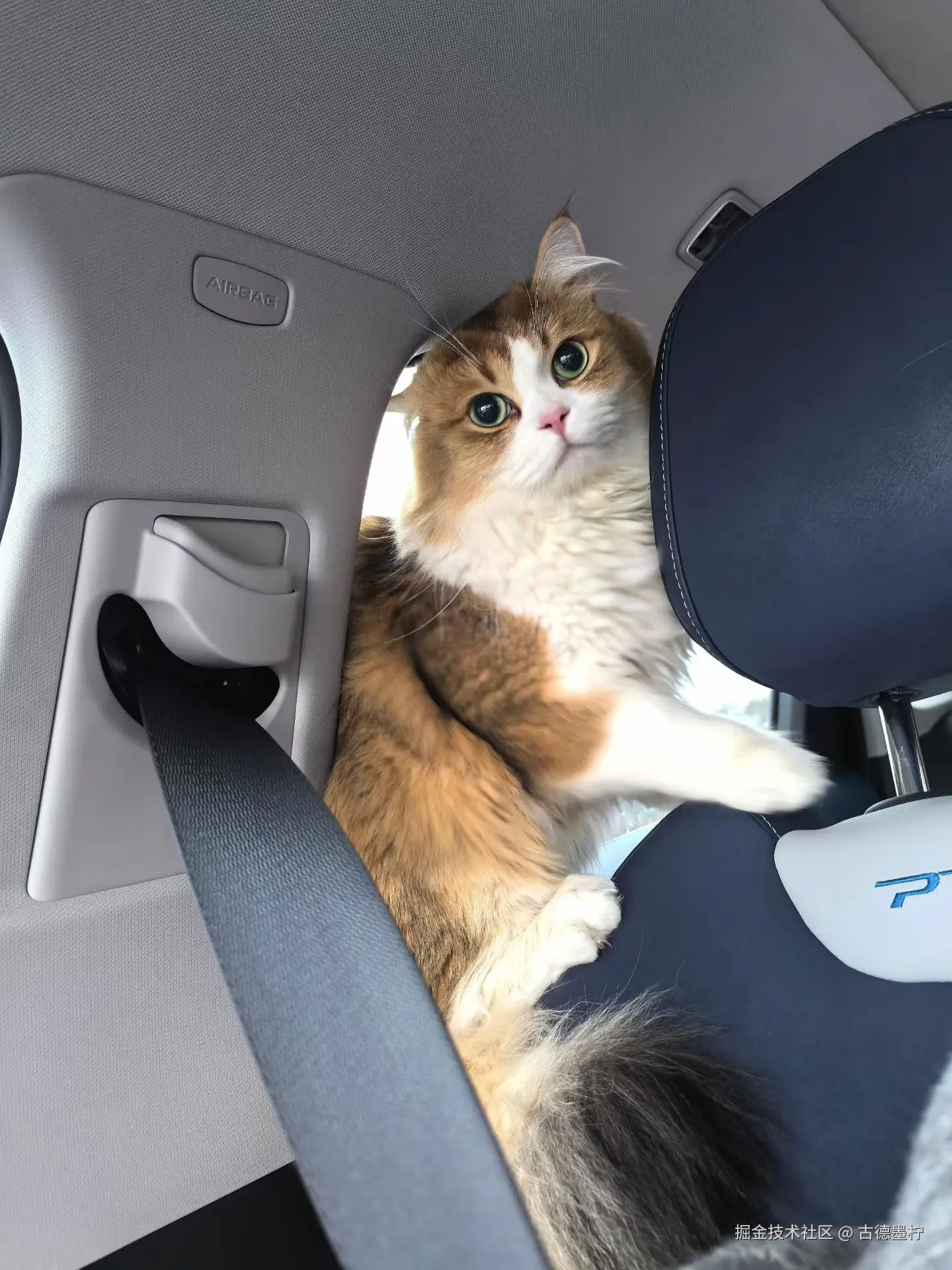 古德墨柠于2026-02-24 16:33发布的图片