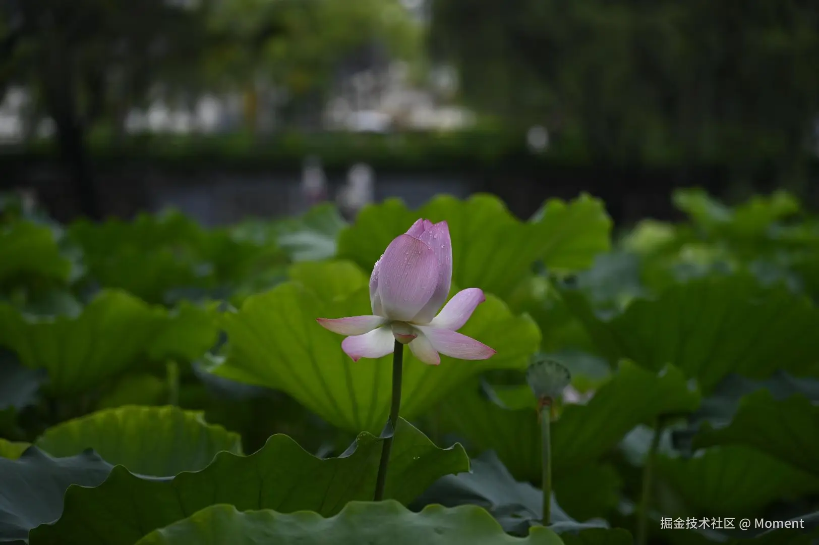 Moment于2025-06-16 14:48发布的图片