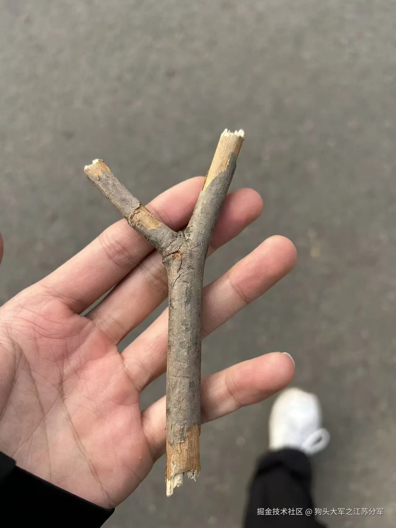 狗头大军之江苏分军于2025-11-27 09:41发布的图片