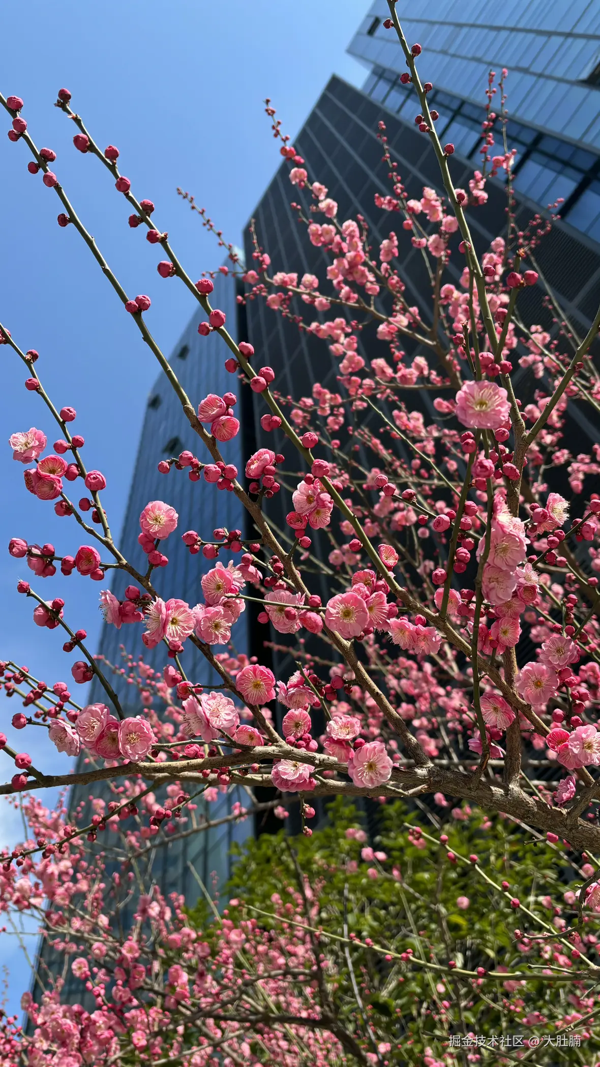 大肚腩于2026-02-09 15:01发布的图片