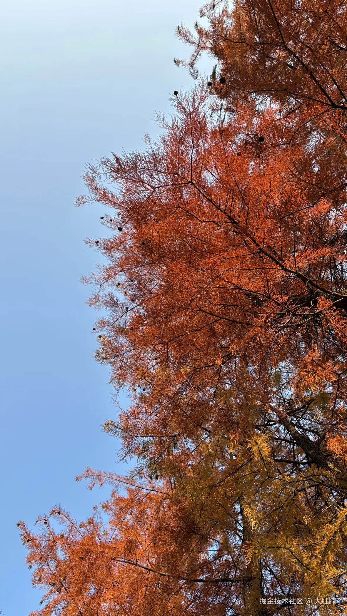 大肚腩于2025-12-08 09:23发布的图片