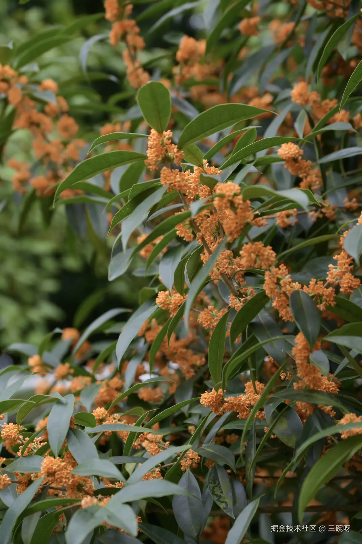 三碗呀于2025-09-10 01:34发布的图片